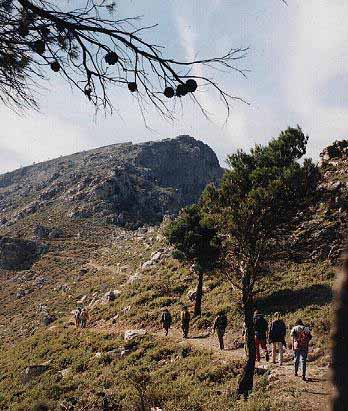 Subiendo desde el puerto de la Maera hacia la umbría de la sierra Prieta de Casarabonela. Se pueden ver la cumbre de esta  sierra y los farallones de la umbría.