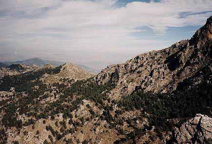 Los pinares de las laderas septentrionales de sierra prieta desde la umbría de sierra Cabrilla.